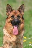BERGER ALLEMAND 1378